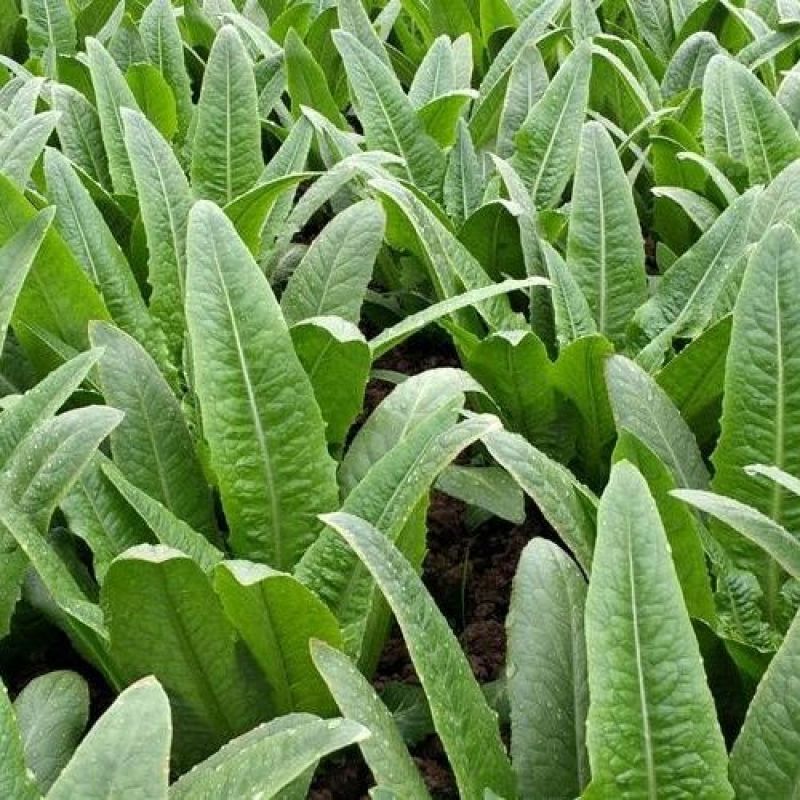 【基地批发】精品油麦菜苗根系发达视频看货量大从优