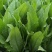 【基地批发】精品油麦菜苗根系发达视频看货量大从优