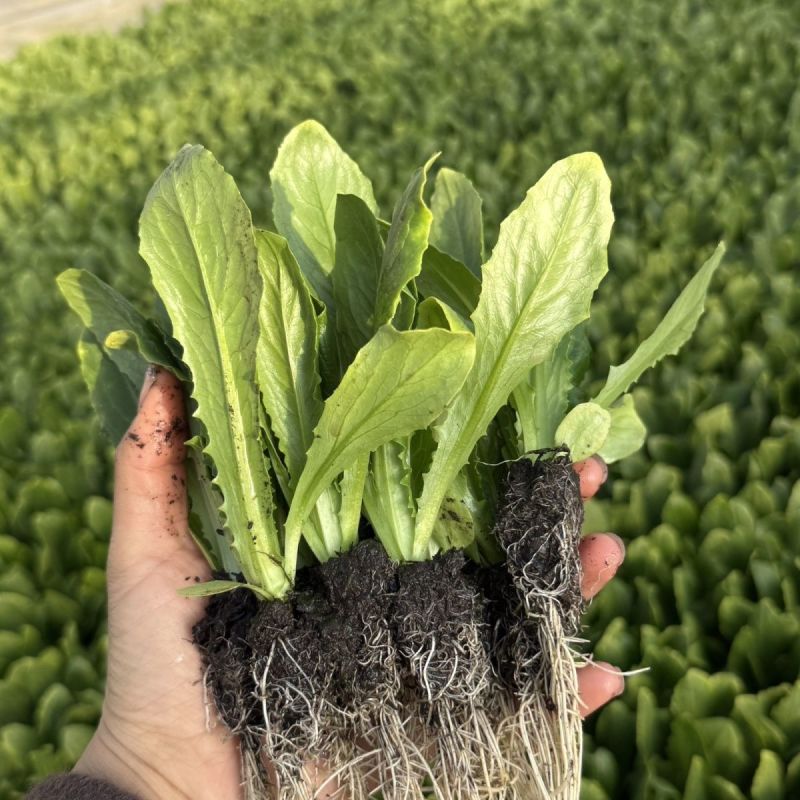 【基地批发】精品油麦菜苗根系发达视频看货量大从优