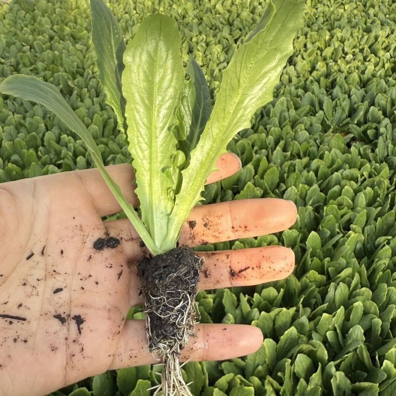 【基地批发】精品油麦菜苗根系发达视频看货量大从优