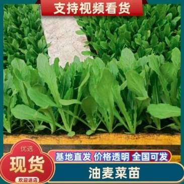 【基地批发】精品油麦菜苗根系发达视频看货量大从优