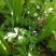优质芹菜
