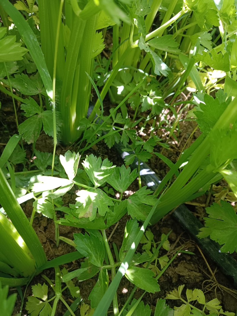 优质芹菜