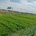 优质芹菜