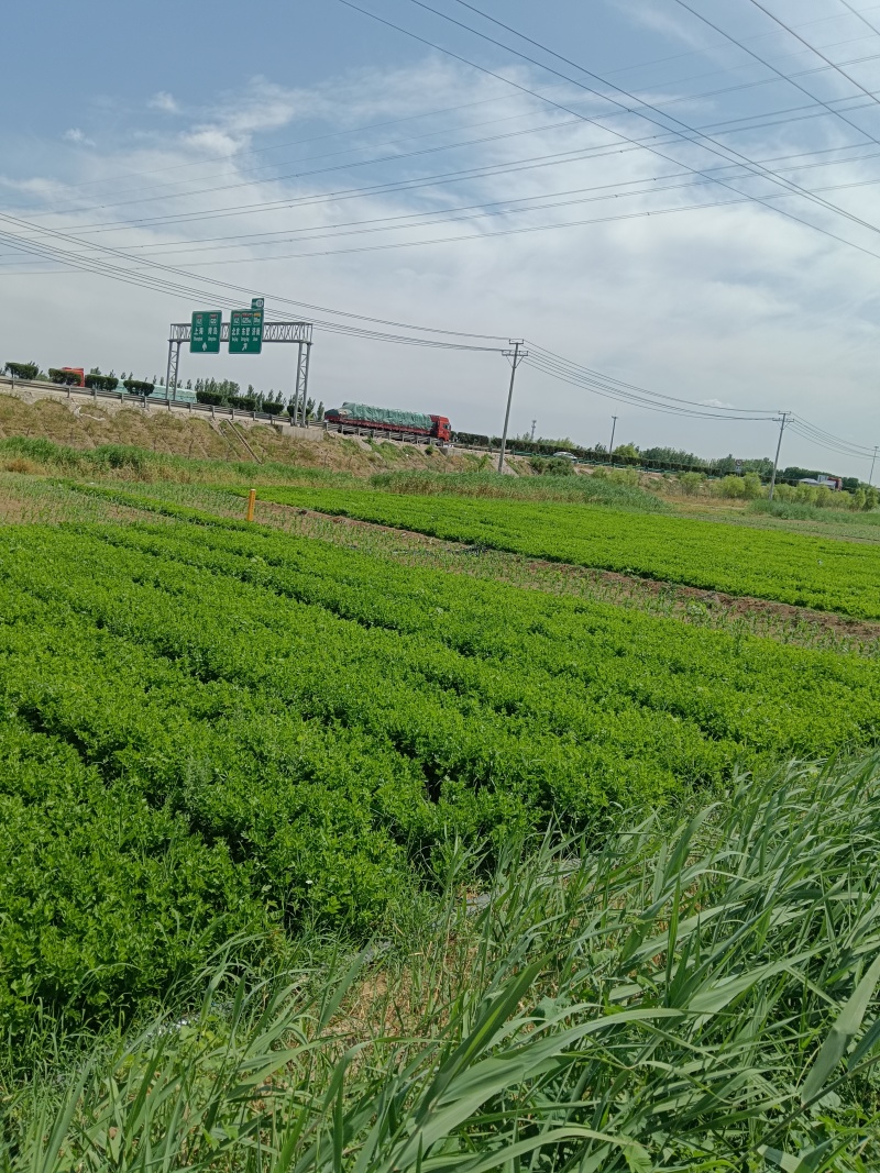优质芹菜