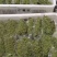 陕西省渭南市华州区秦塬花椒农户一手货源鲜椒上市