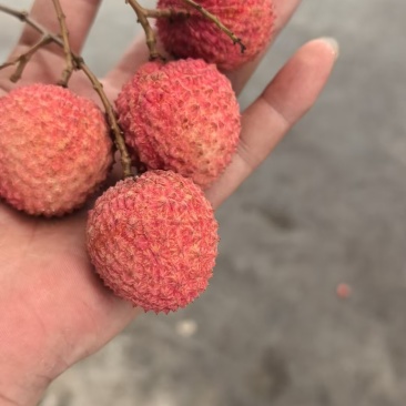 广西白糖荔，甜又小核