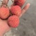 广西白糖荔，甜又小核
