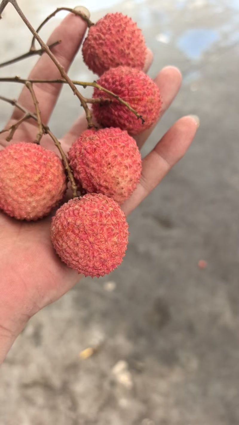 广西白糖荔，甜又小核