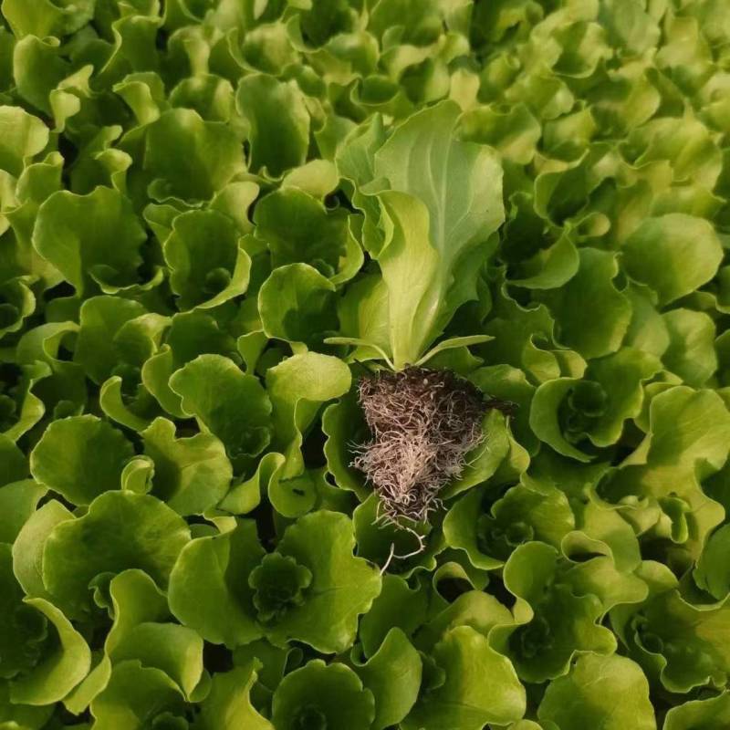 【一手货源】云南意大利生菜苗自产自销品质保证质优