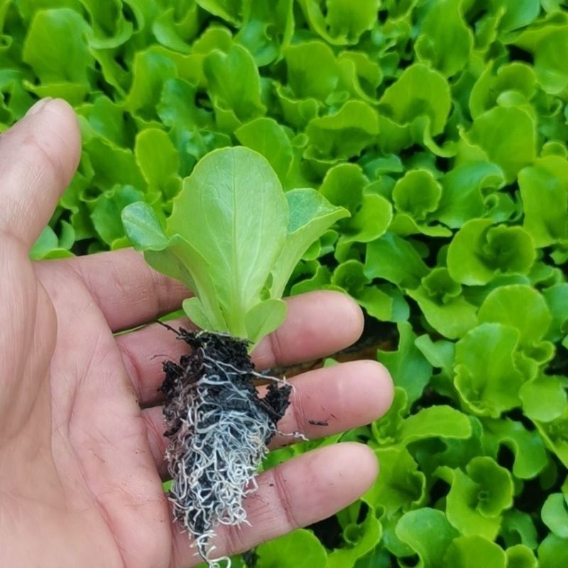 【一手货源】云南意大利生菜苗自产自销品质保证质优