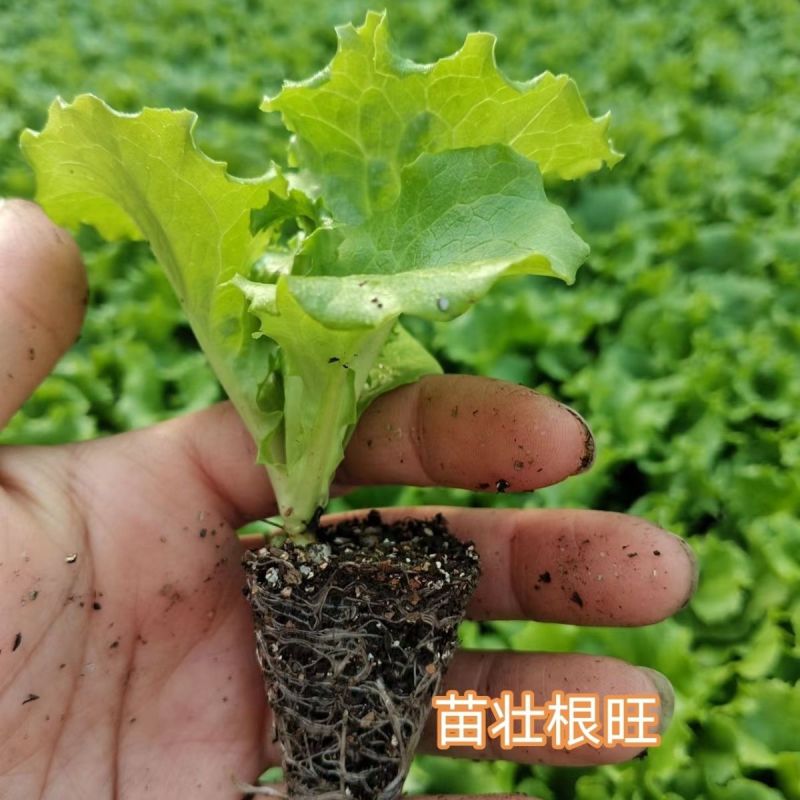 【一手货源】云南意大利生菜苗自产自销品质保证质优