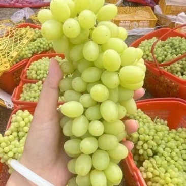 无核白