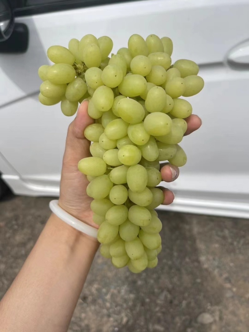 无核白