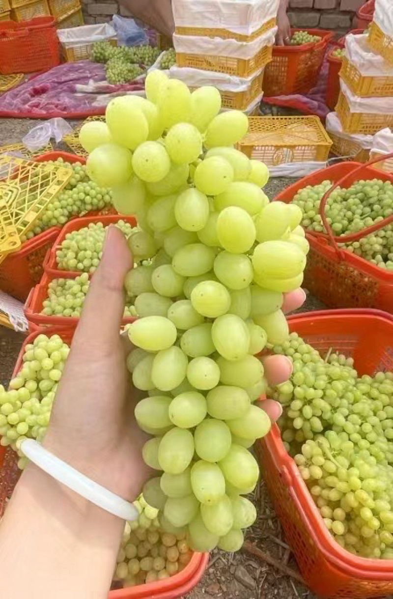 无核白