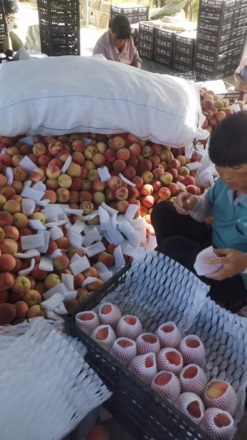 安徽砀山水蜜桃毛桃大量现货供应（自产直销）现摘现发品质高