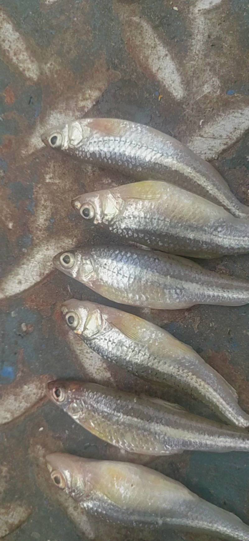 大眼睛鱼