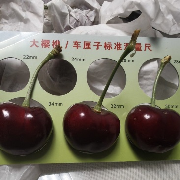 天水高山胜利大樱桃