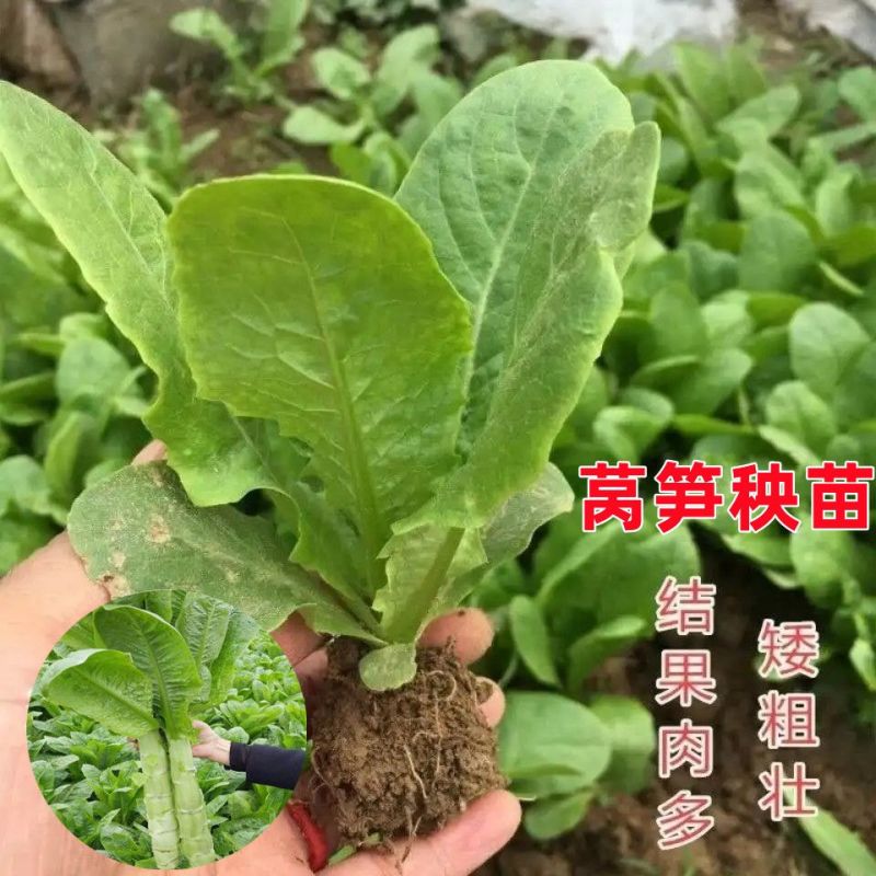 【牛商优选】现挖现发精品莴笋苗耐寒耐热基地直供