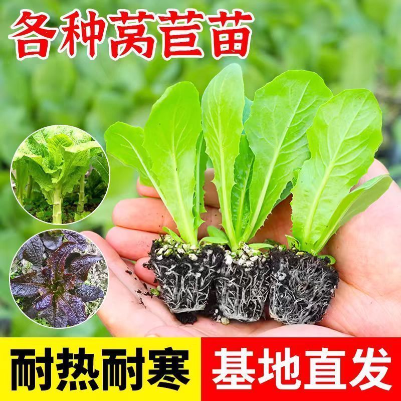 【牛商优选】现挖现发精品莴笋苗耐寒耐热基地直供