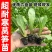 【牛商优选】现挖现发精品莴笋苗耐寒耐热基地直供