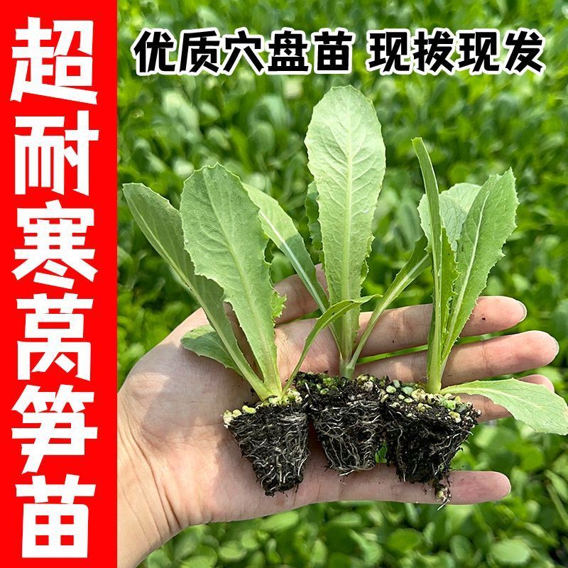 【牛商优选】现挖现发精品莴笋苗耐寒耐热基地直供