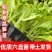 【牛商优选】现挖现发精品莴笋苗耐寒耐热基地直供