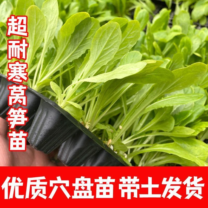 【牛商优选】现挖现发精品莴笋苗耐寒耐热基地直供