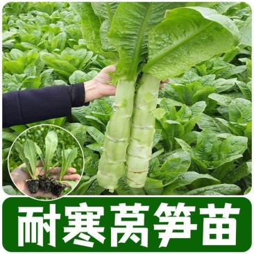 【牛商优选】现挖现发精品莴笋苗耐寒耐热基地直供
