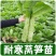 【牛商优选】现挖现发精品莴笋苗耐寒耐热基地直供