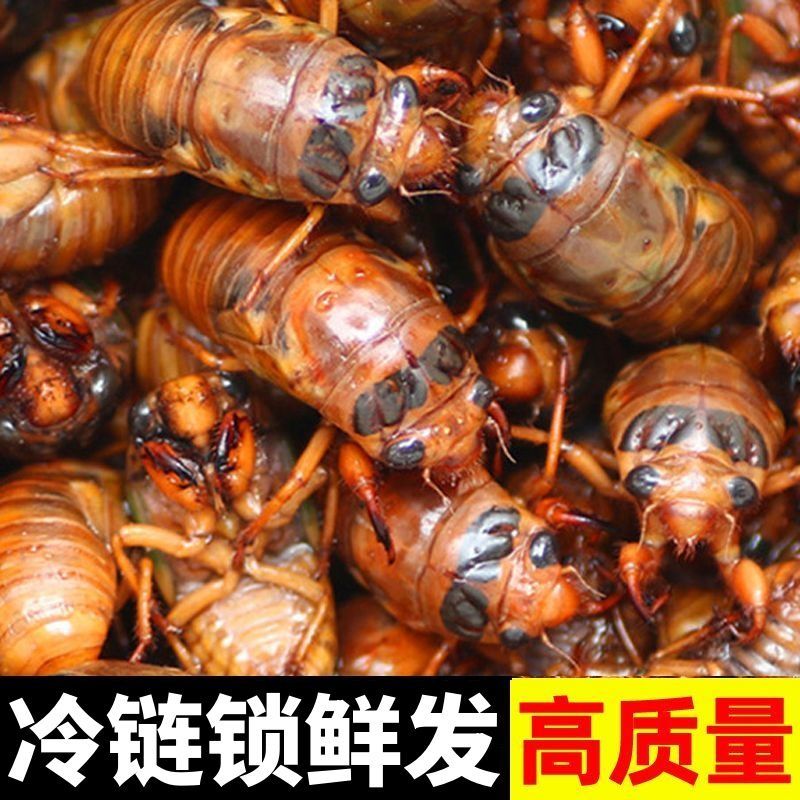 金蝉一件代发对接抖音快手视频号多多日供3万单顺丰冷链