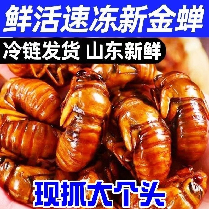 金蝉一件代发对接抖音快手视频号多多日供3万单顺丰冷链