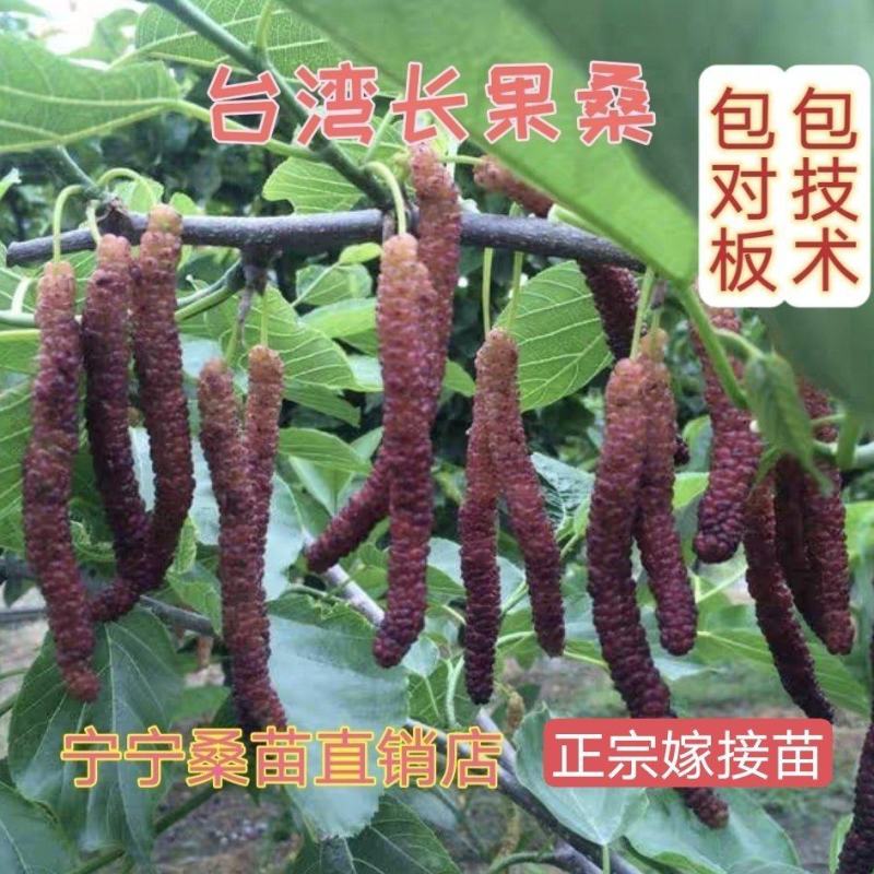 【荐】桑树苗台湾长果无籽大十果桑苗超甜桑葚苗嫁接苗四季