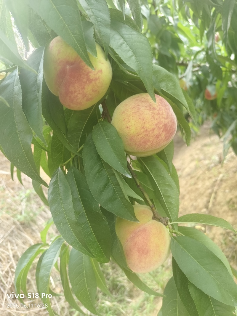 大量有货