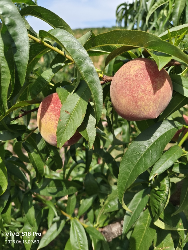 大量有货