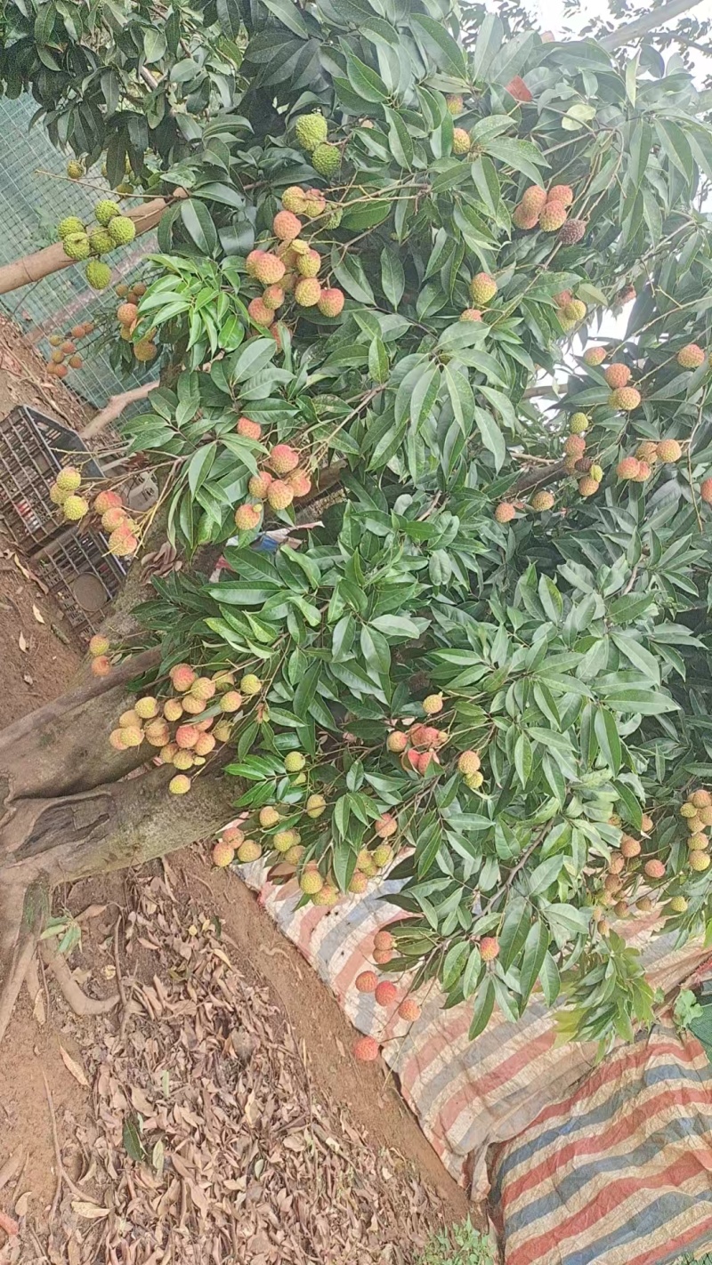 有4000斤左右情人荔荔枝待收购，*************