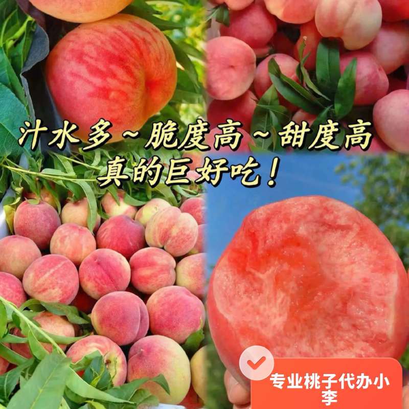 突围毛桃，产地一手货源，品质优，口感甜，量大价优
