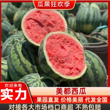 湖北美都西瓜，金城五号，无籽美都、产地直发。