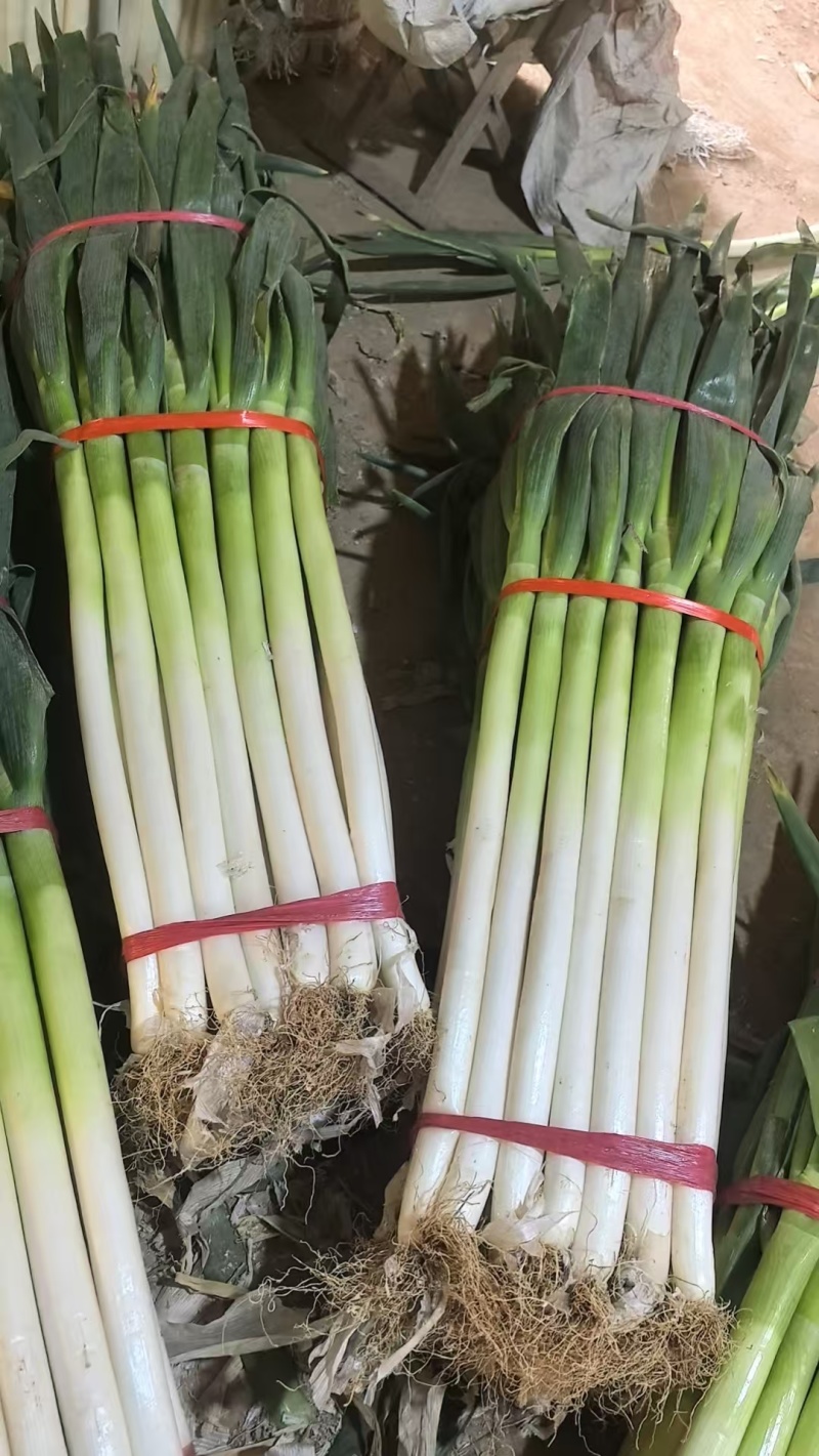 山东青州铁杆净葱。大量供应。量大从优。