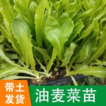 【高产】产地直发精品油麦菜苗耐热耐寒口感脆甜质优