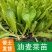 【高产】产地直发精品油麦菜苗耐热耐寒口感脆甜质优