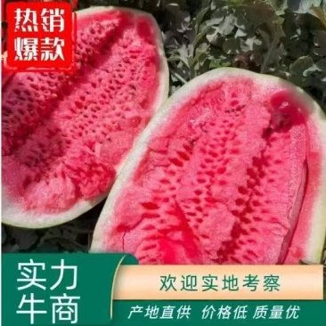 【精品】湖北金城五号西瓜、产地一手直发，货源充足。