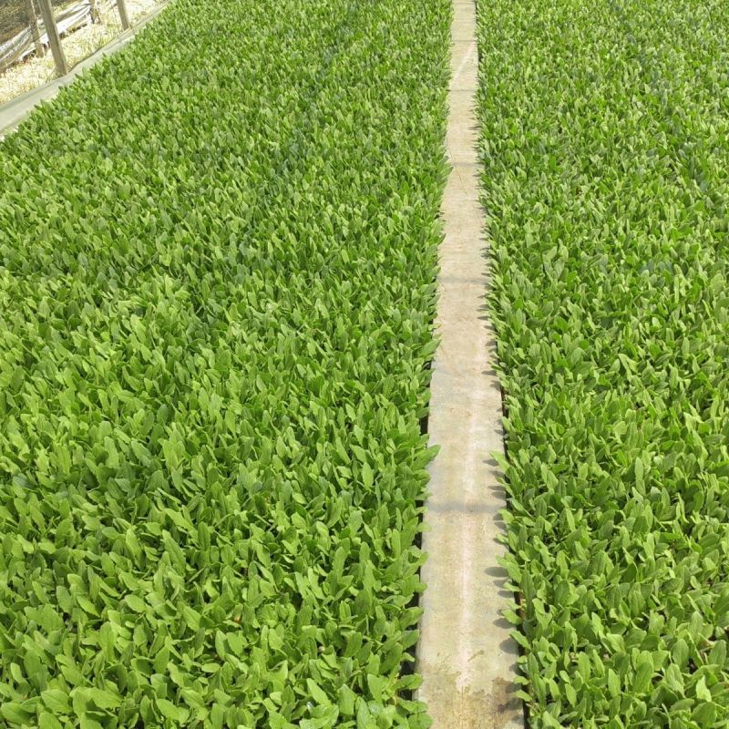 【高产】产地直发精品油麦菜苗耐热耐寒口感脆甜质优