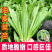 【高产】产地直发精品油麦菜苗耐热耐寒口感脆甜质优