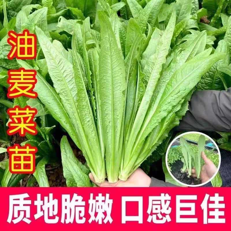 【高产】产地直发精品油麦菜苗耐热耐寒口感脆甜质优