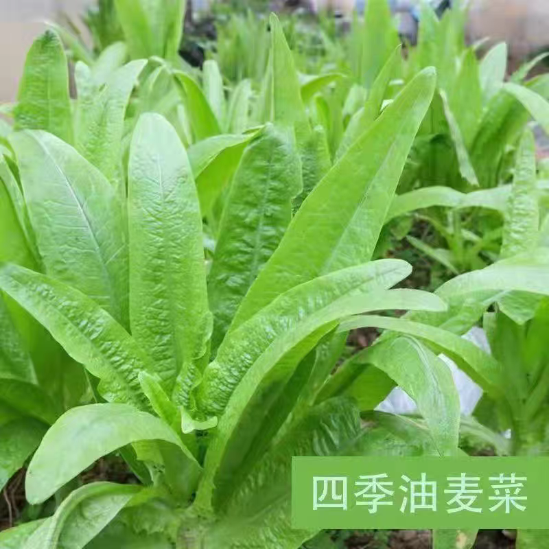【高产】产地直发精品油麦菜苗耐热耐寒口感脆甜质优