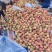安徽精品突围桃大量供应发货产地发货一手货源批发发全国