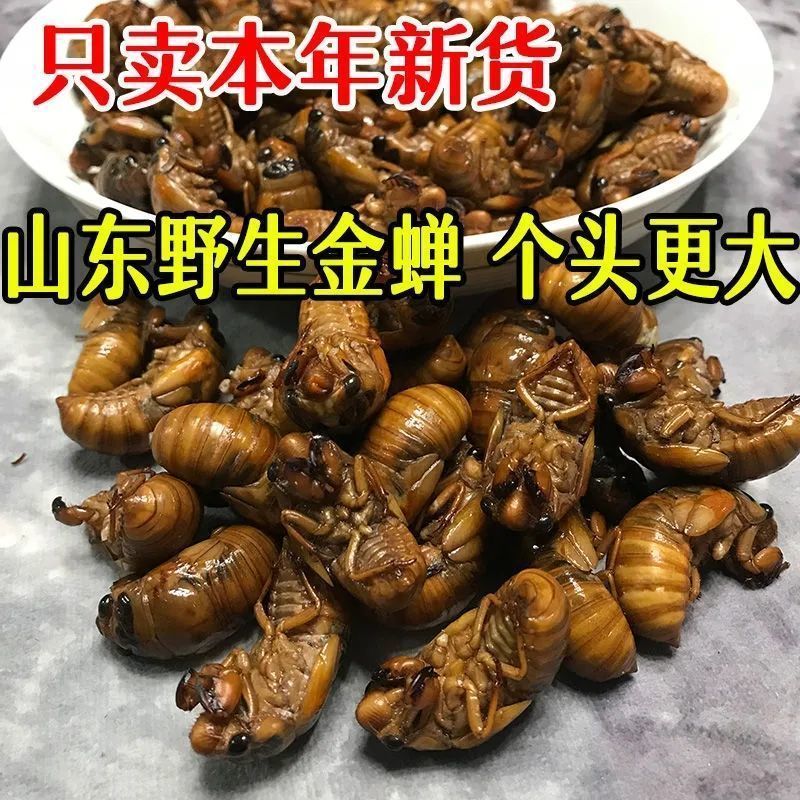 知了猴新鲜发货