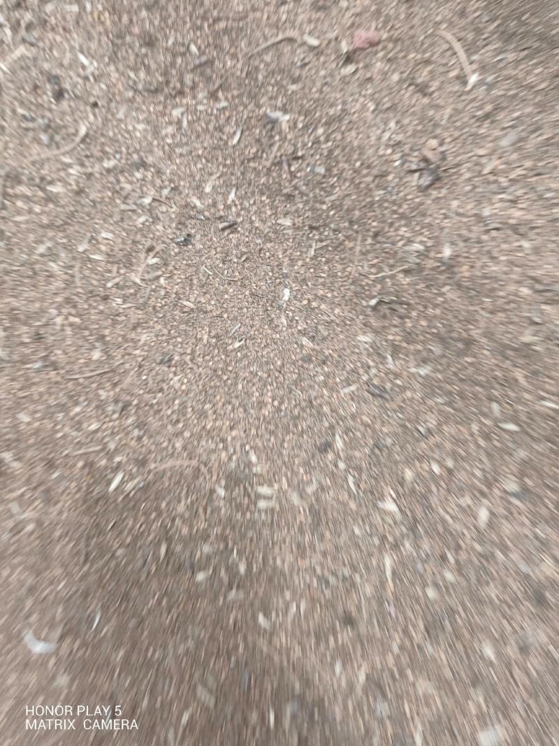 枫香种子