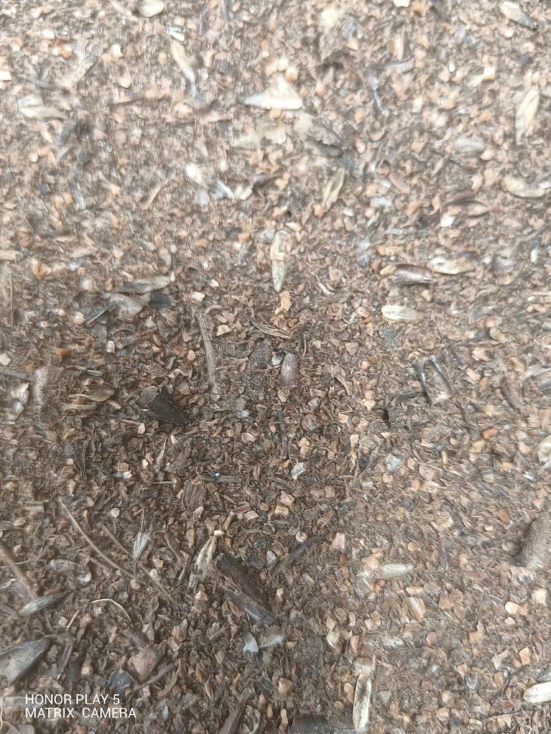 枫香种子